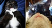 20 najlepszych kocich selfie, które cię rozbawią!