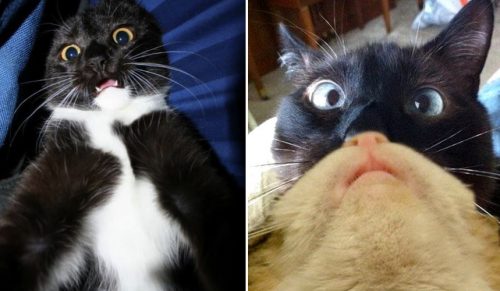 20 najlepszych kocich selfie, które cię rozbawią!