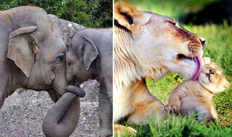20 zdjęć zwierząt pokazujących piękno macierzyństwa!