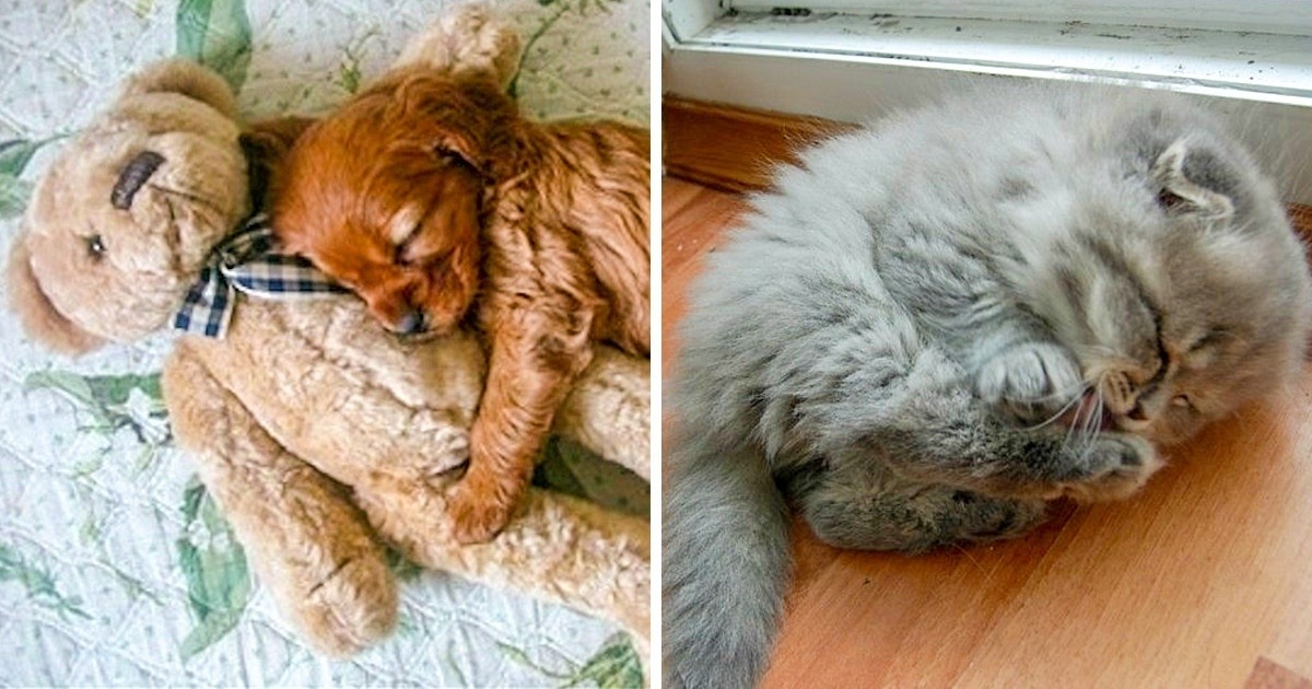 23 zdjęcia śpiących zwierząt, które sprawią, że się uśmiechniesz!