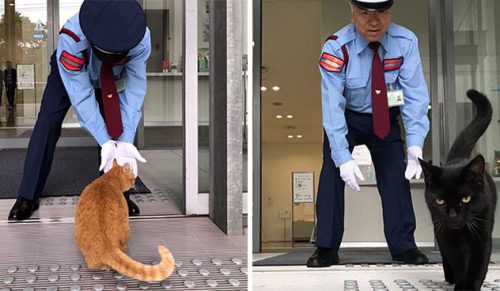 Dwa koty w Japonii próbowały włamać się do muzeum przez kilka lat!