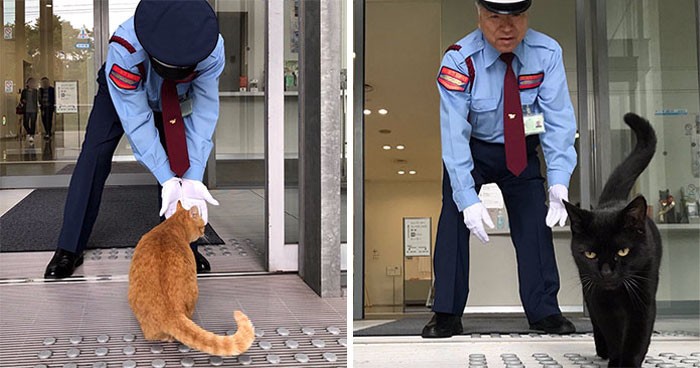 Dwa koty w Japonii próbowały włamać się do muzeum przez kilka lat!