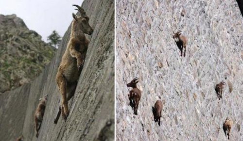 20 zaskakujące zdjęcia, które pokazują, że kozy mogą wspiąć się na wszystko!