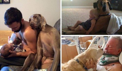 22 wzruszające zdjęcia, które dowodzą, że psy są zbyt cenne dla tego świata!