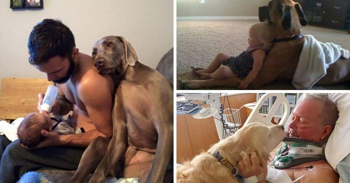 22 wzruszające zdjęcia, które dowodzą, że psy są zbyt cenne dla tego świata!