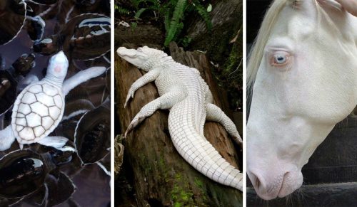 22 zwierzęta albinosy, które wyglądają, jakby pochodziły z innej planety!