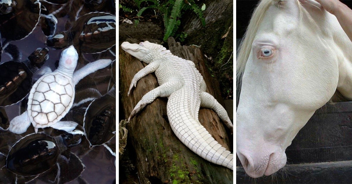 22 zwierzęta albinosy, które wyglądają, jakby pochodziły z innej planety!