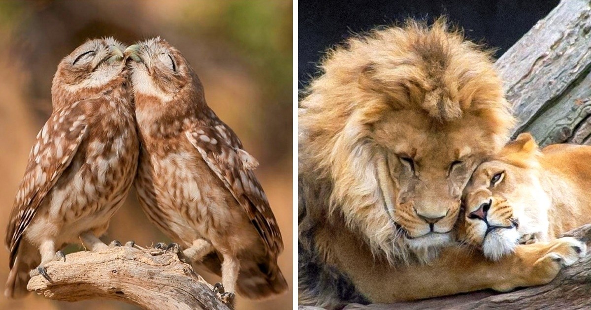 20 par zwierząt, które dowodzą, że miłość istnieje!