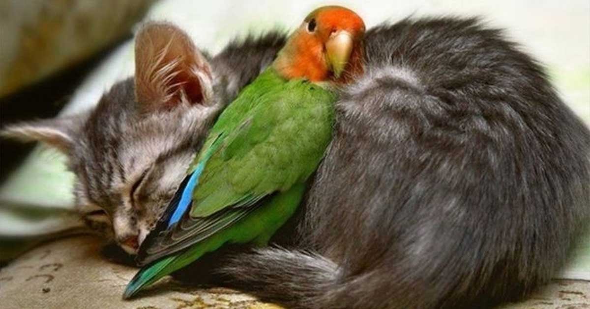 20 zdjęć potwierdzających, że zwierzęta nie potrafią żyć bez miłości!