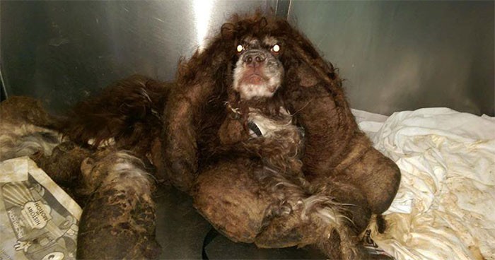 Porzucony pies otrzymuje transformację życia po usunięciu 2 kilogramów sierści!