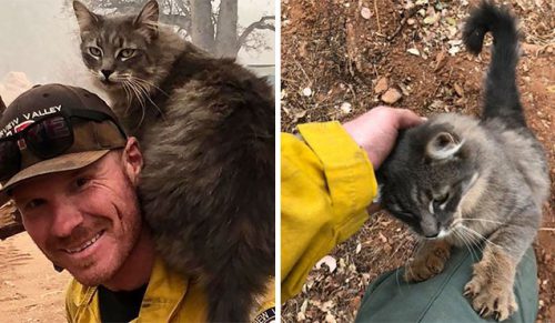 Strażak uratował kota przed pożarem w Kalifornii, a zwierzak okazał mu wdzięczność!
