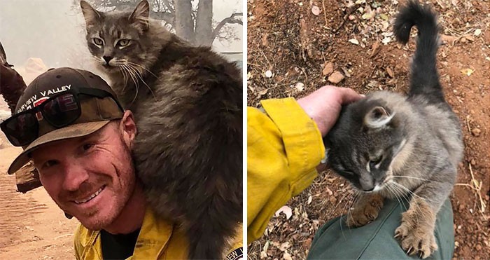 Strażak uratował kota przed pożarem w Kalifornii, a zwierzak okazał mu wdzięczność!