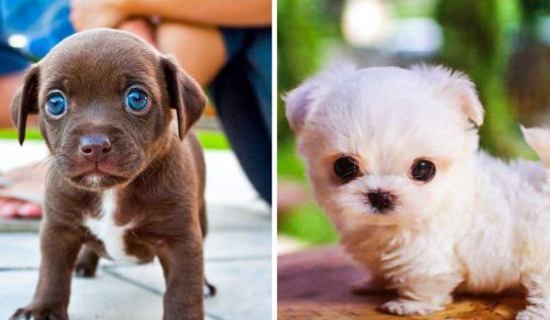 11 najbardziej uroczych ras psów!