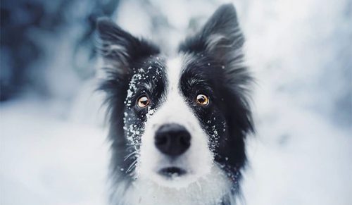 30 najlepszych zdjęć psów z kolekcji Kristýny Kvapilová!