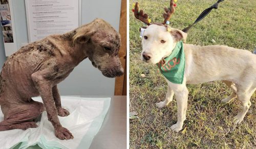 Pies, który był tak słaby, że nikt nie dawał mu szans – odzyskał siły w 2 miesiące!