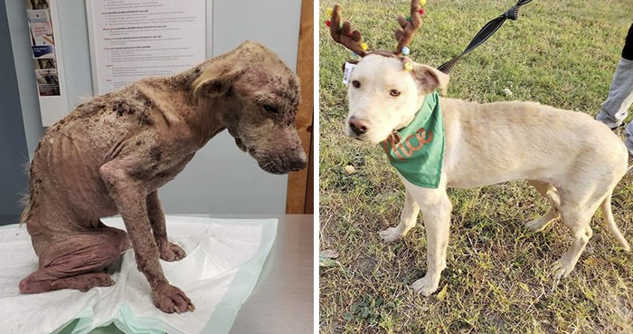 Pies, który był tak słaby, że nikt nie dawał mu szans – odzyskał siły w 2 miesiące!