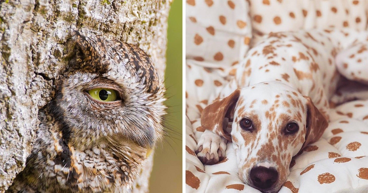 23 zdjęcia zwierząt, na które trzeba spojrzeć dwa razy!