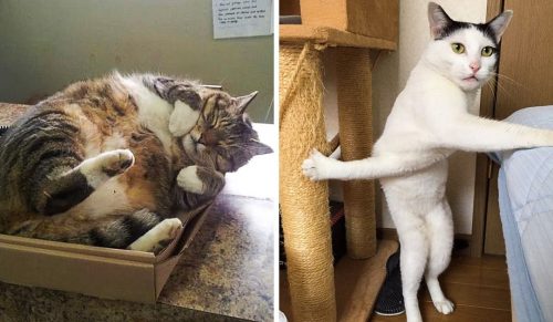 25 przebojowych kotów, które podbiły Internet!