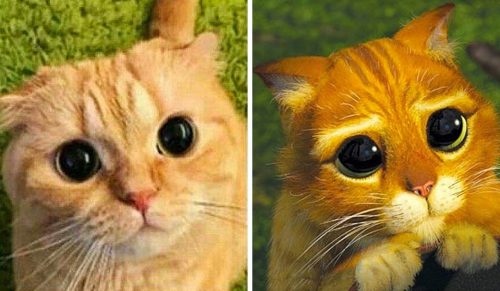25 zabawnych zdjęć udowodniających, że koty są świetnymi aktorami!