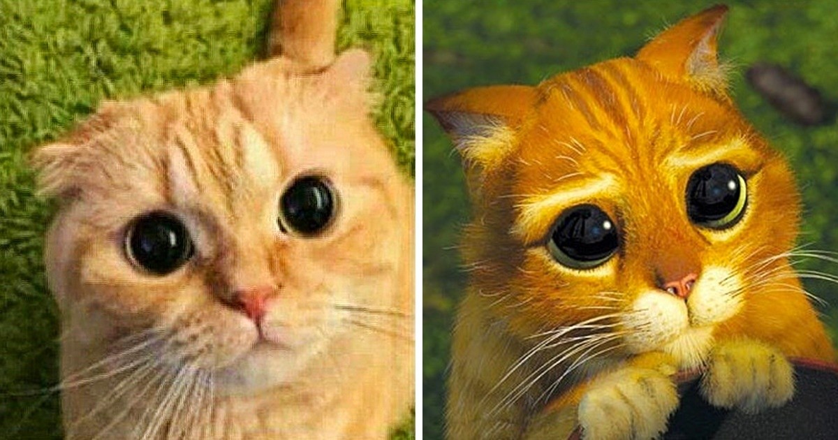 25 zabawnych zdjęć udowodniających, że koty są świetnymi aktorami!
