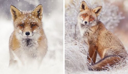 Fotografka uchwyciła oszałamiające dzikie lisy cieszące się śniegiem!