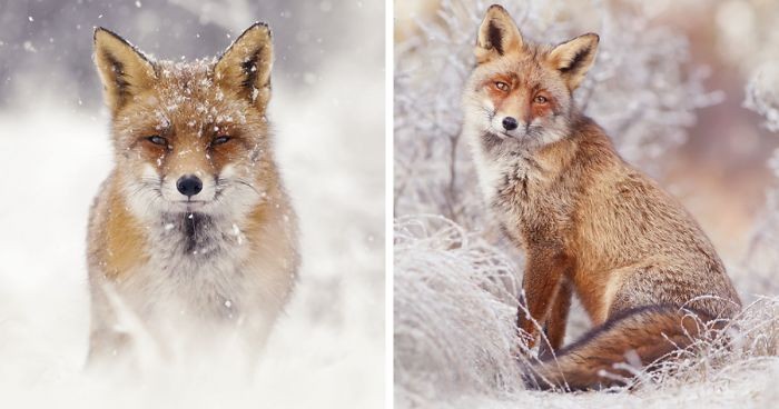 Fotografka uchwyciła oszałamiające dzikie lisy cieszące się śniegiem!