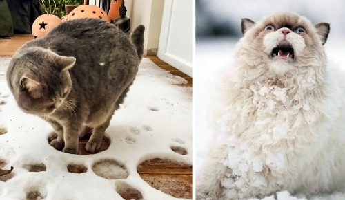 20 zdjęć potwierdzających, że koty i śnieg nie są dla siebie stworzone!
