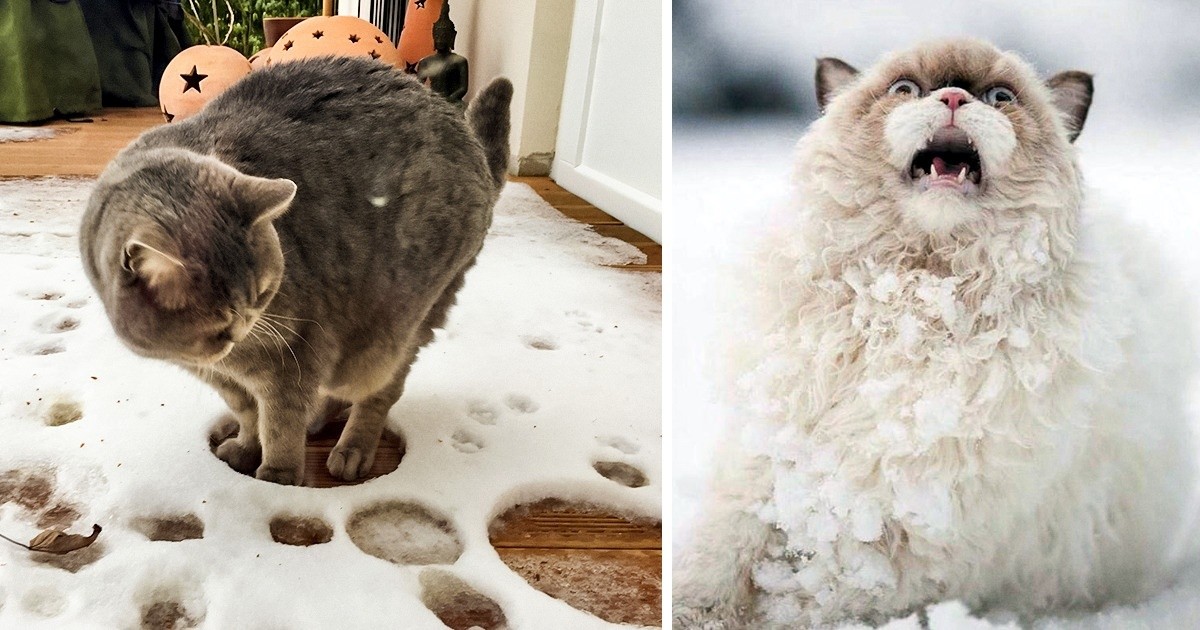 20 zdjęć potwierdzających, że koty i śnieg nie są dla siebie stworzone!