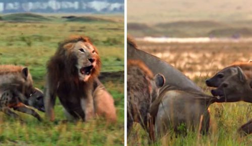 Lew przegrywa walkę z 20 hienami, a jego przyjaciel przybywa by go uratować!