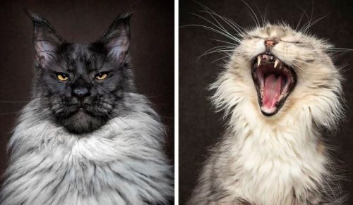 Fotograf uchwycił majestatyczne piękno kotów rasy Maine Coon!