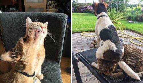 20 relacji między kotami a psami, które są lepsze niż opery mydlane!