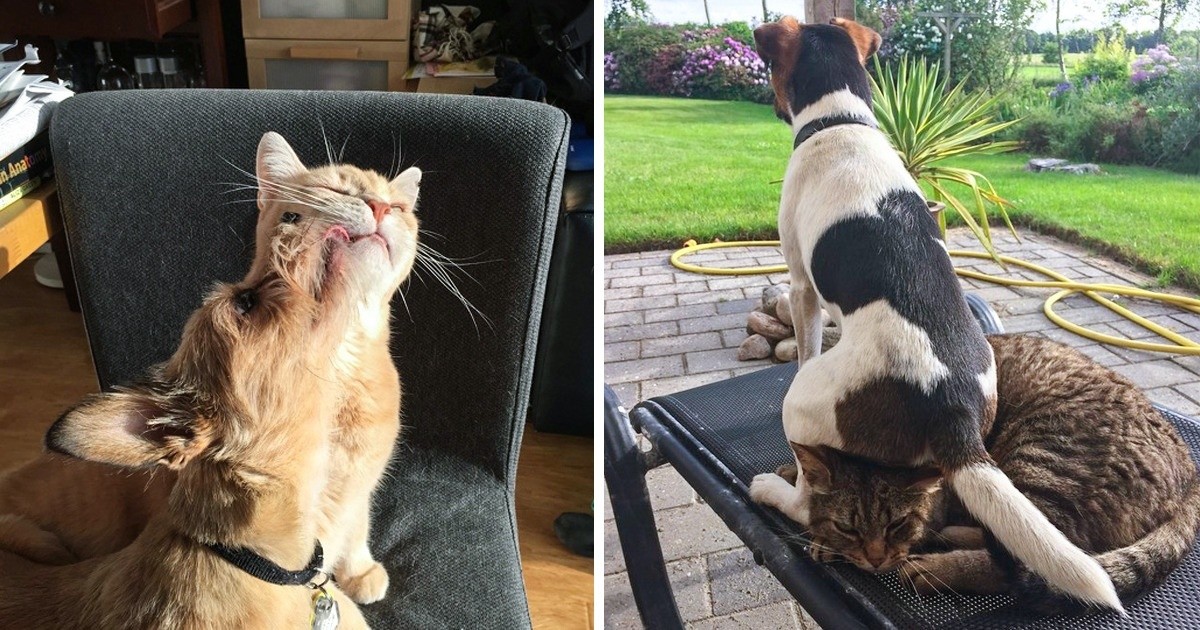 20 relacji między kotami a psami, które są lepsze niż opery mydlane!