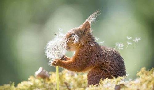 Fotograf śledził wiewiórki codziennie przez 6 lat a oto jego najlepsze zdjęcia!