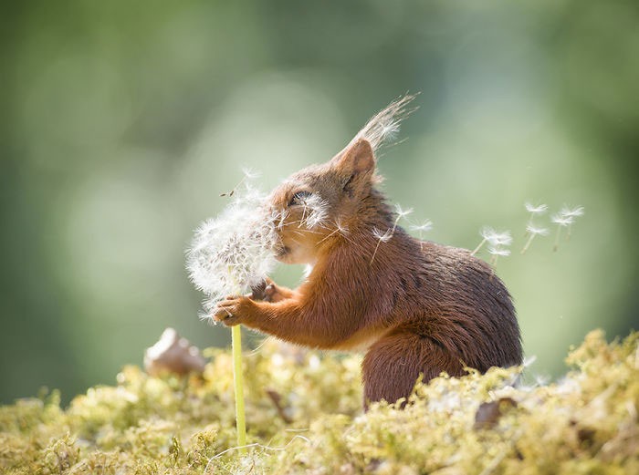 Fotograf śledził wiewiórki codziennie przez 6 lat a oto jego najlepsze zdjęcia!