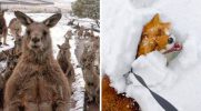 22 zwierząt, które poruszą nasze serca tej zimy!