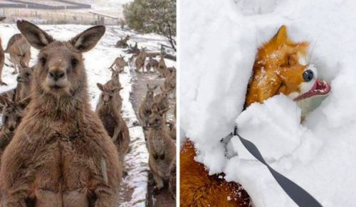 22 zwierząt, które poruszą nasze serca tej zimy!