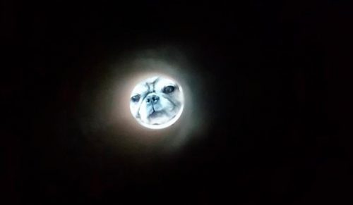 Jeśli zrobisz selfie przez papierową rolkę to będziesz wyglądać jak Księżyc, a rezultat będzie prześmieszny!
