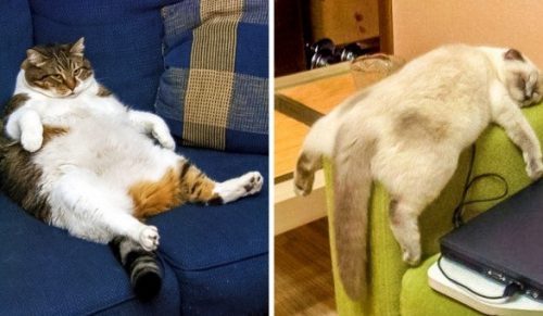 24 koty, które przegrały ze zmęczeniem!