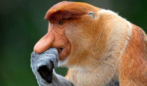 Fotograf przyrody znalazł unikalny sposób na pokazanie osobowości zwierząt!