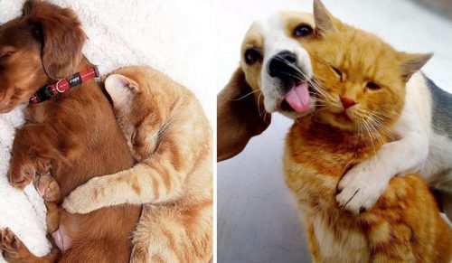 24 koty, które zaprzyjaźniły się z psami, co jest najsłodsze na świecie!
