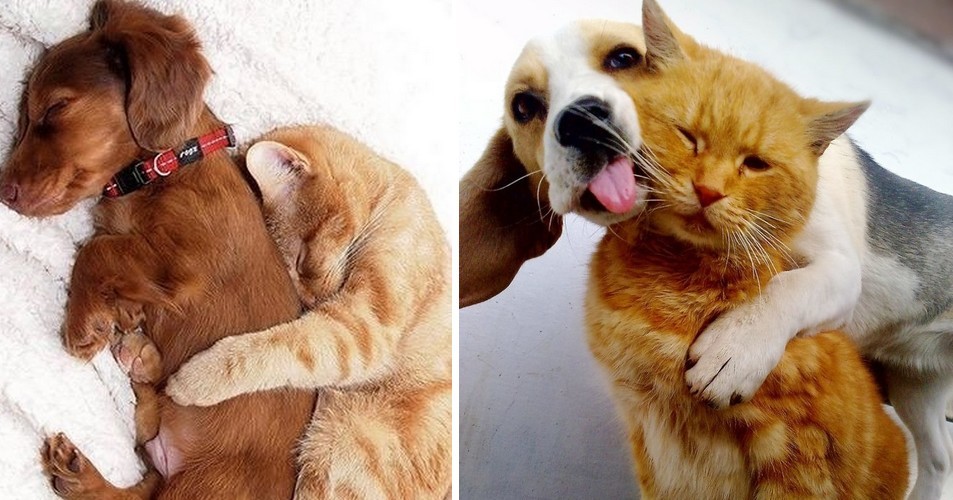 24 koty, które zaprzyjaźniły się z psami, co jest najsłodsze na świecie!