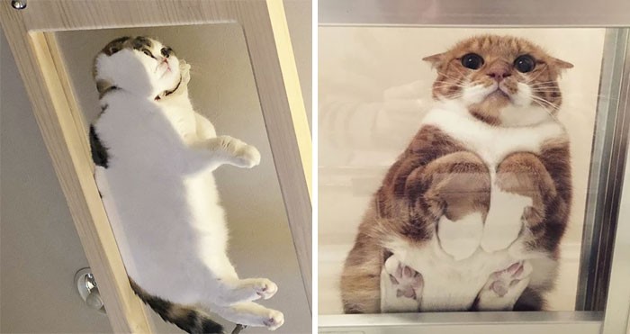 20 zabawnych powodów, dla których każdy właściciel kota powinien mieć szklany stolik!