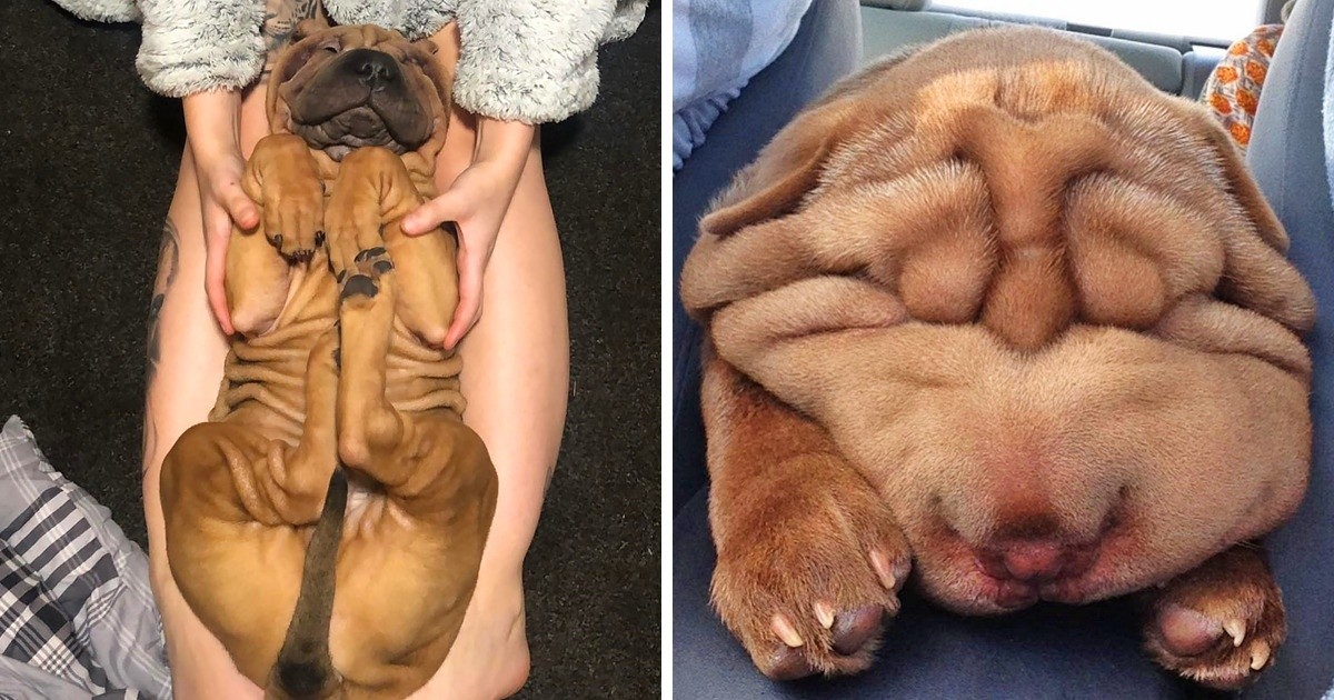 20 zdjęć Shar-Pei udowadniających, że zmarszczki są bardzo urocze!