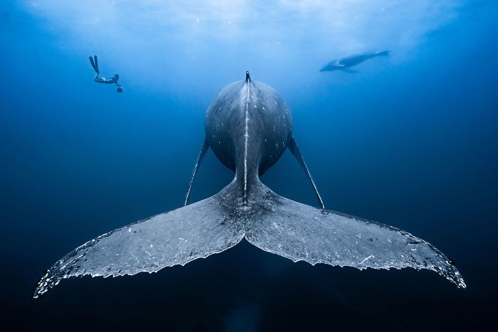 Zwycięzcy konkursu fotografii podwodnej 2018 zrobią na tobie olbrzymie wrażenie!