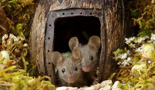 Mężczyzna odkrył rodzinę myszy żyjącą w jego ogrodzie i zbudował im miniaturową wioskę!