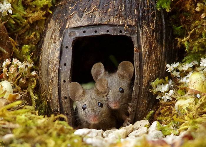 Mężczyzna odkrył rodzinę myszy żyjącą w jego ogrodzie i zbudował im miniaturową wioskę!