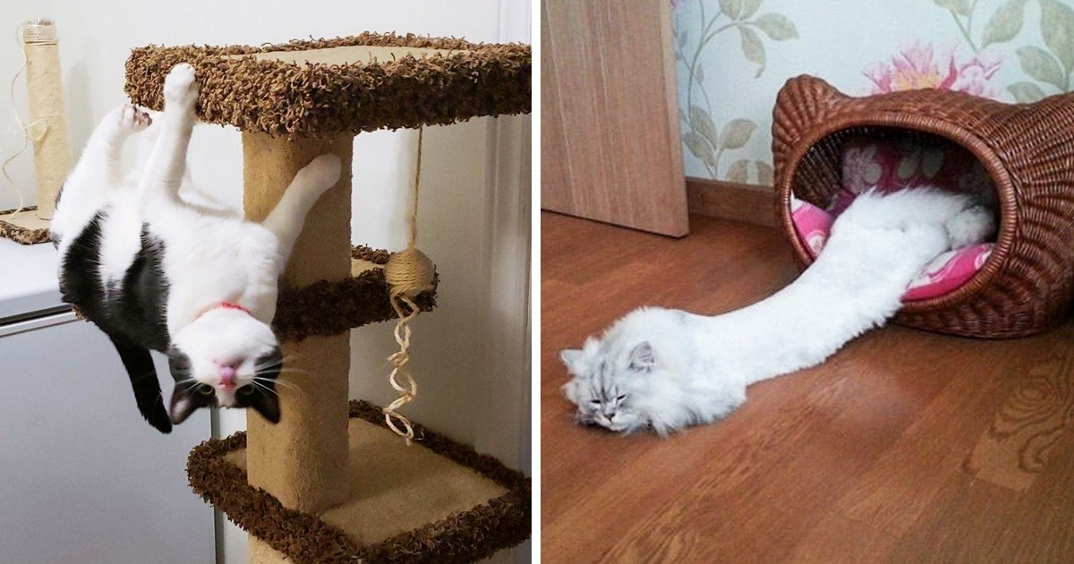 25 zdjęć niezwykle elastycznych kotów, które złamały wszystkie prawa fizyki!