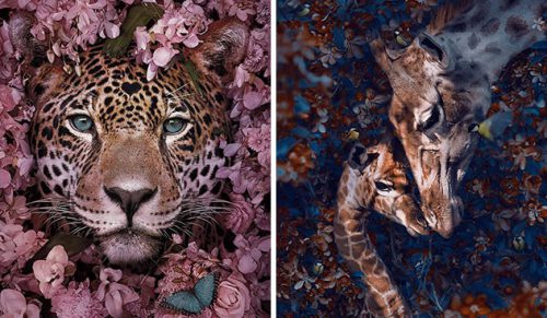 16 oszałamiających portretów zwierząt, które mają na celu podniesienie świadomości na temat zagrożonych gatunków!