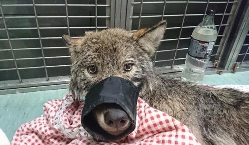 Dwaj robotnicy z Estonii uratowali „psa” z zamarzniętego jeziora, nie wiedząc, że to wilk!