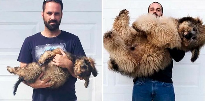 30 zdjęć psów rosnących razem ze swoimi właścicielami!